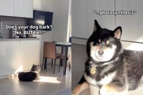 Shiba Inu loves to find sunny spots for himself at home