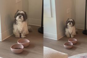 Shih Tzu video