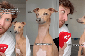 Italian Greyhound reacts to Taylor Swift's engagement.