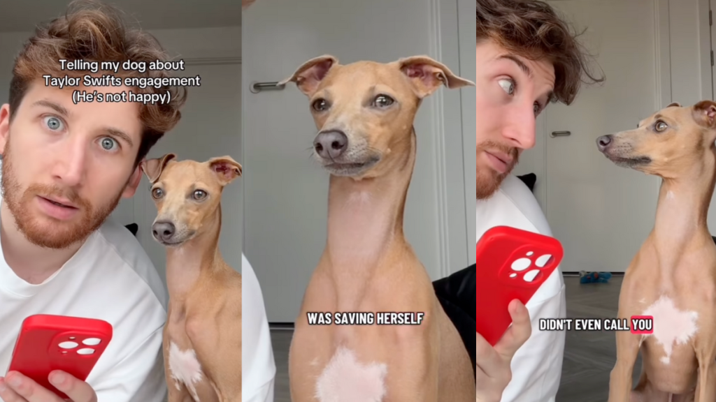 Italian Greyhound reacts to Taylor Swift's engagement.