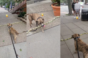 Pitbull carrying a branch home.
