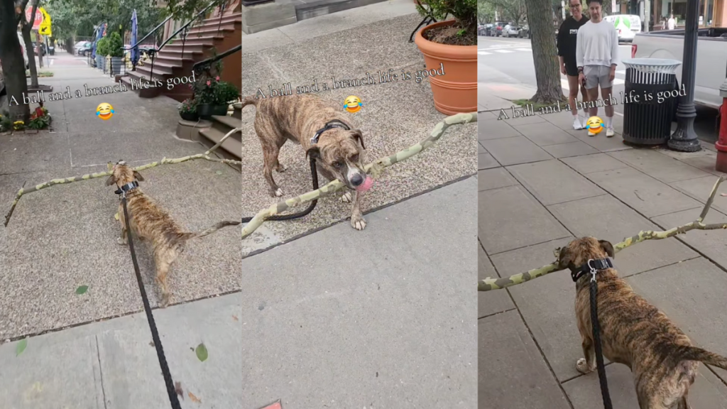 Pitbull carrying a branch home.