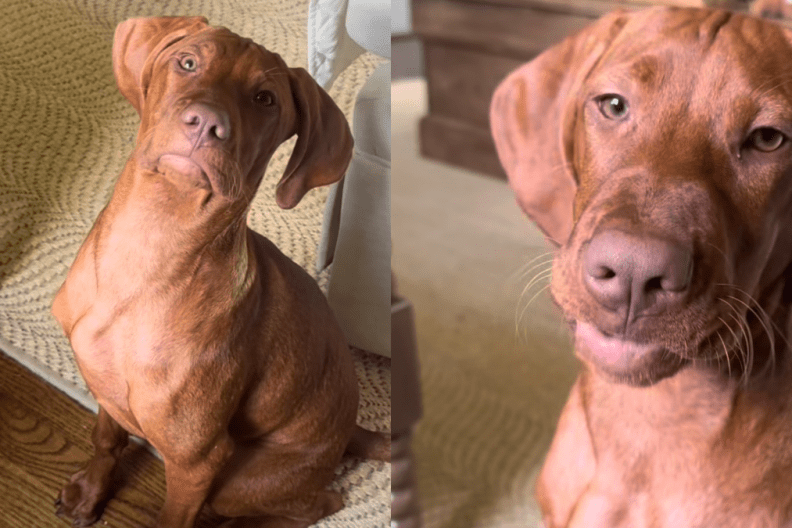 vizsla puppy berries video