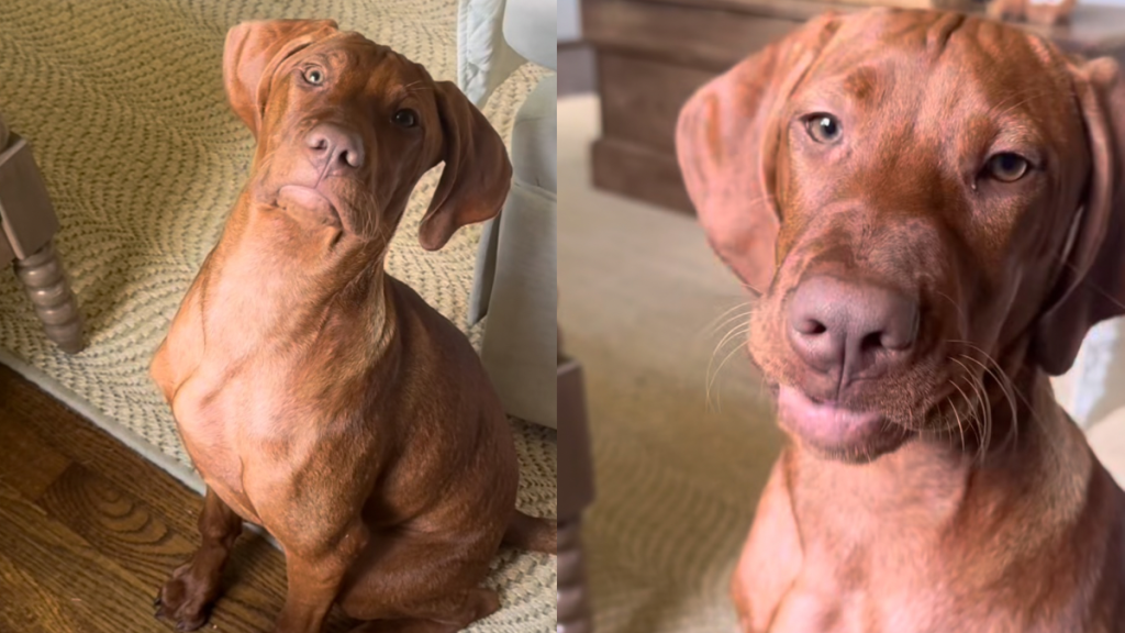 vizsla puppy berries video