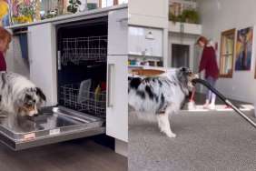 Australian Shepherd chores video
