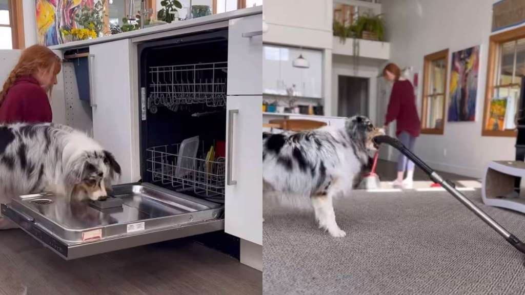 Australian Shepherd chores video