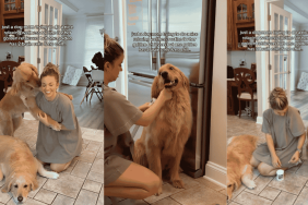 Golden Retriever siblings video