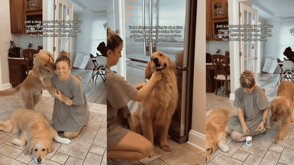 Golden Retriever siblings video