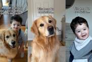 Golden Retriever little boy video