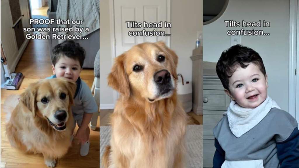 Golden Retriever little boy video