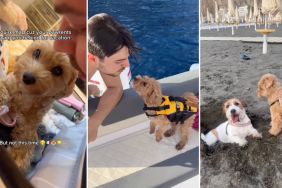 Maltipoo vacation video