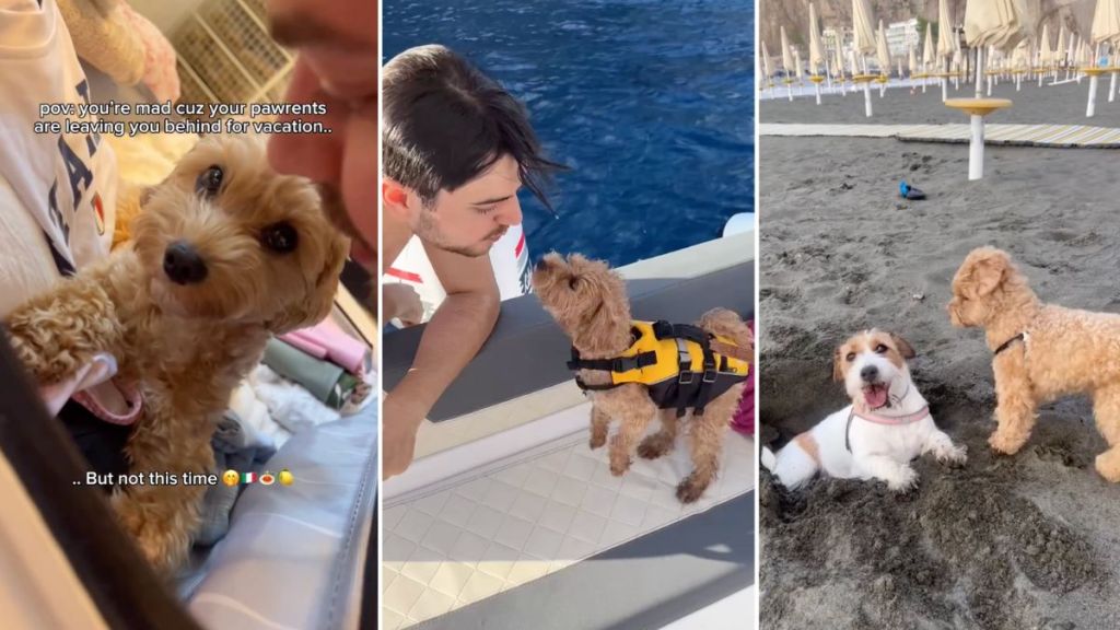 Maltipoo vacation video