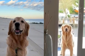 Golden Retriever personalities video