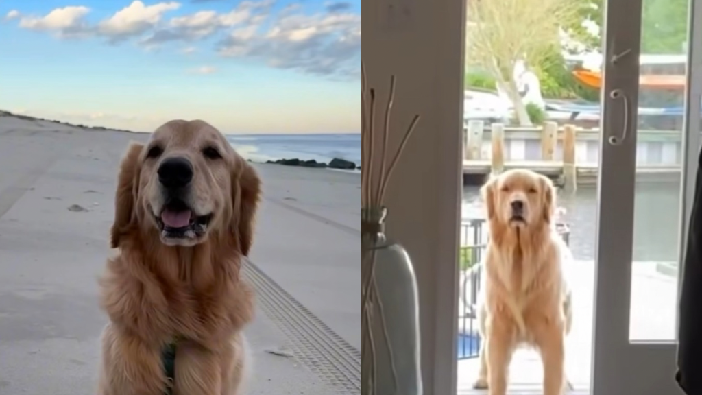 Golden Retriever personalities video
