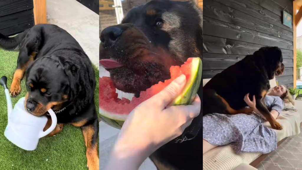 Rottweiler jobs video