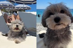 Maltipoo beach video