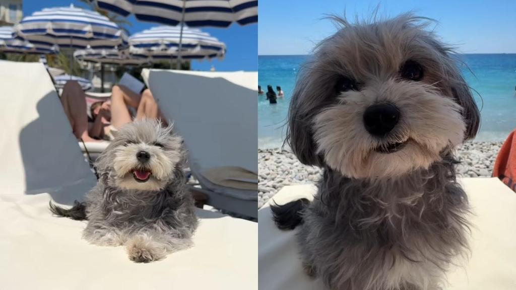 Maltipoo beach video