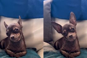 dog stare video