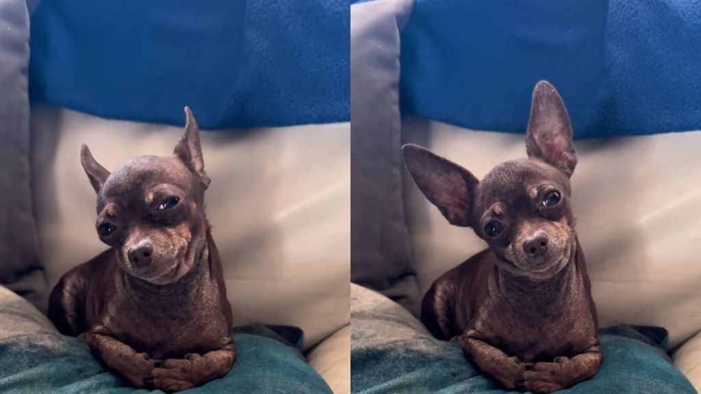 dog stare video