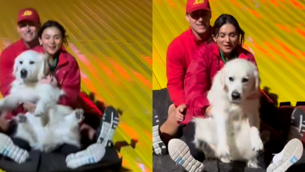 Golden Retriever slide video
