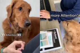 Golden Retrievers attention video