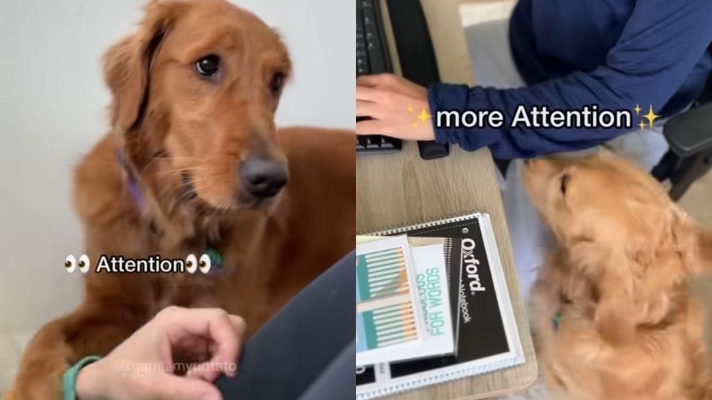 Golden Retrievers attention video