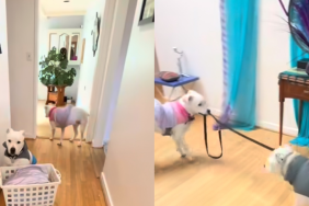 Pit Bull video