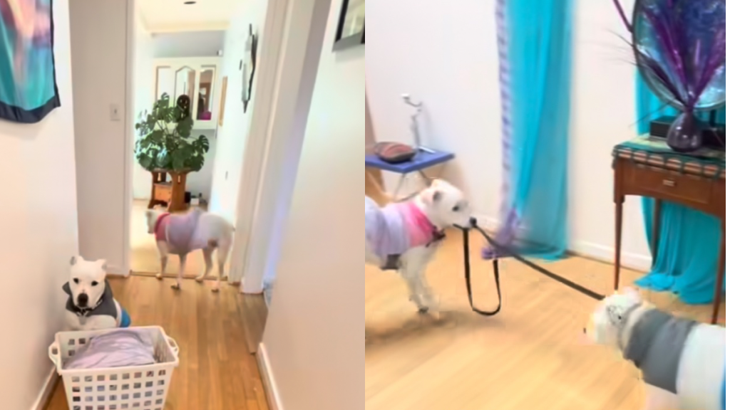 Pit Bull video