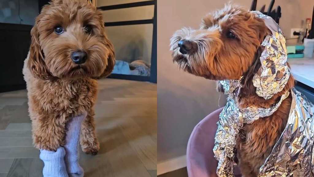 Labradoodle video