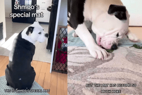 adorable dog video
