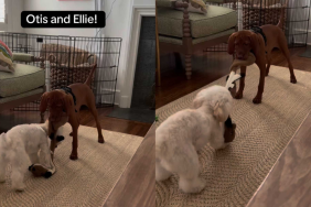 funny dog video