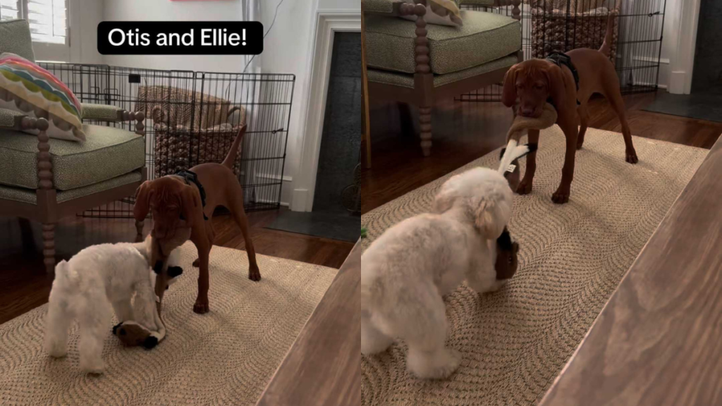 funny dog video
