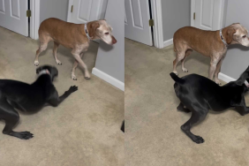 funny dog and puppy video