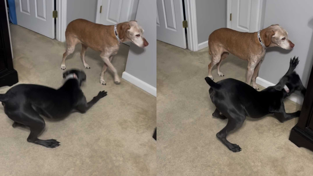 funny dog and puppy video