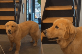 Adorable dog video