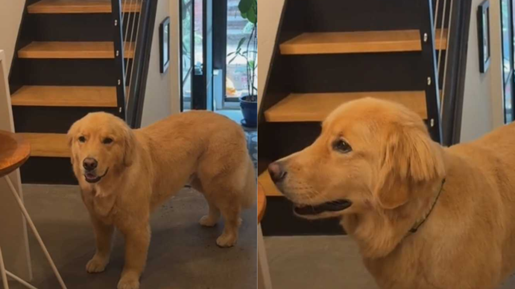 Adorable dog video