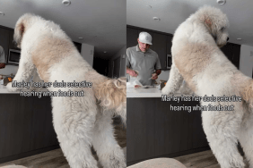 Funny dog video