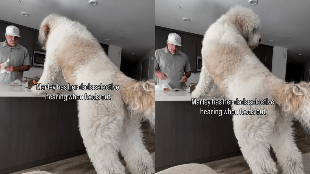 Funny dog video