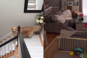 Adorable dog video