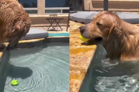 adorable dog video