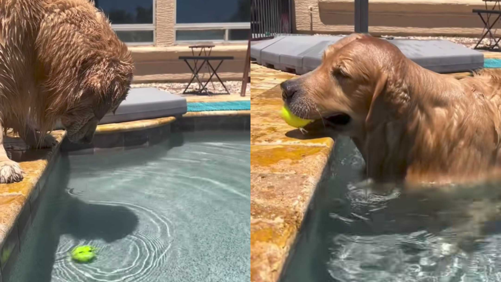 adorable dog video