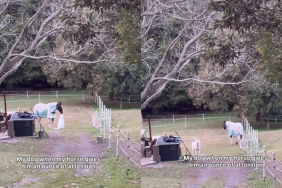 funny dog video