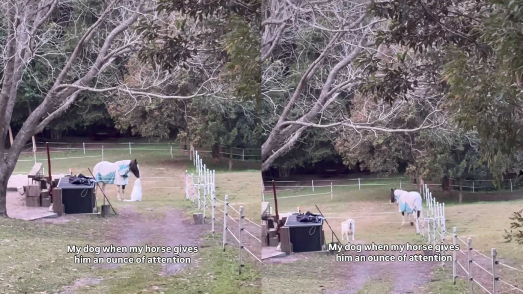 funny dog video