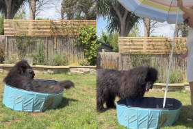funny dog video
