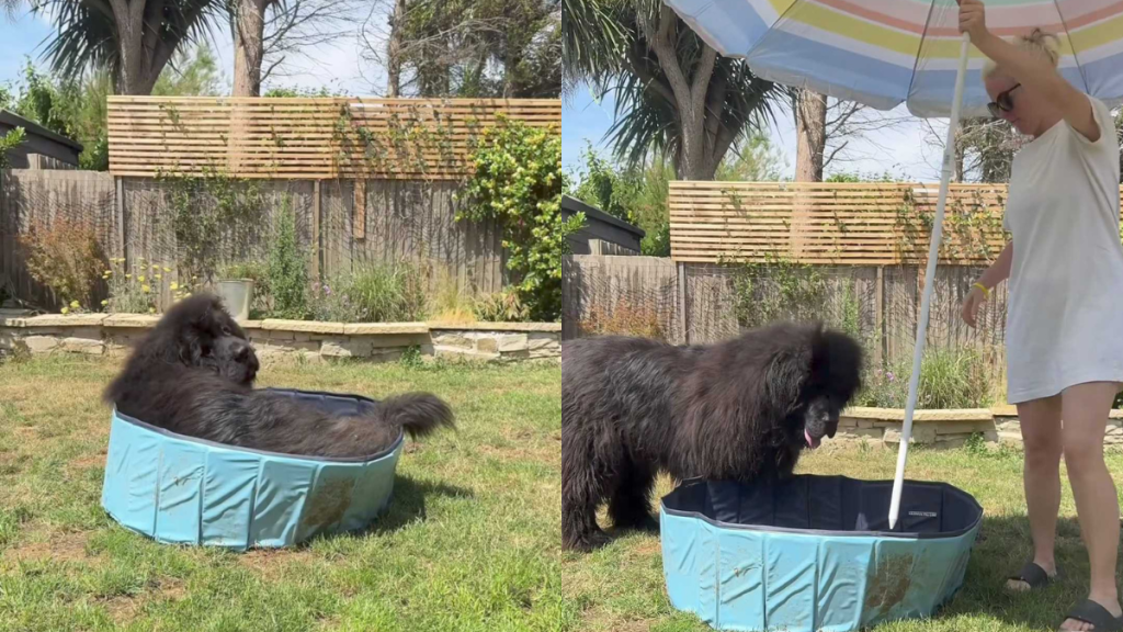 funny dog video