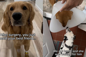 Adorable dog video