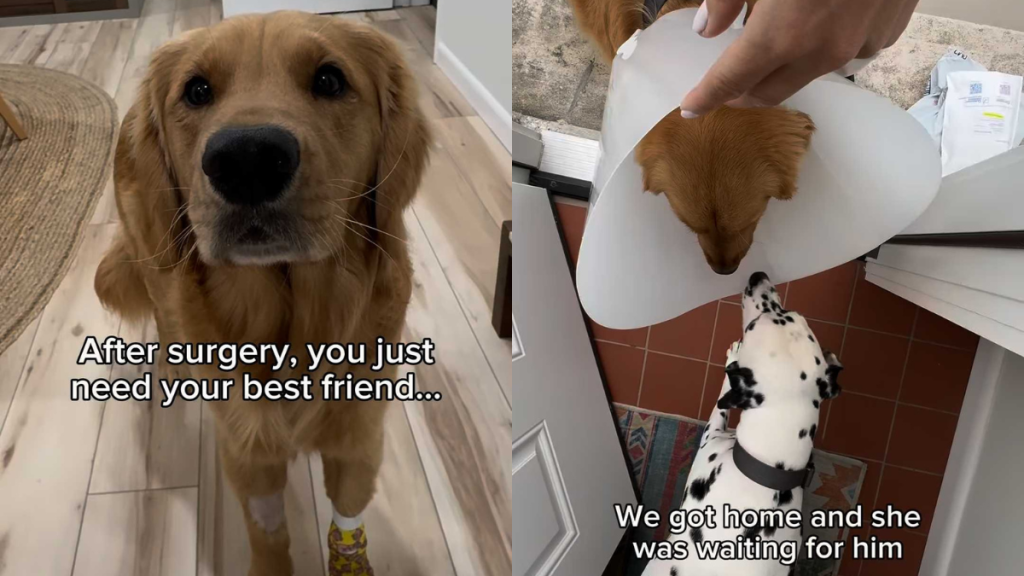 Adorable dog video