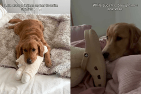 adorable dog video