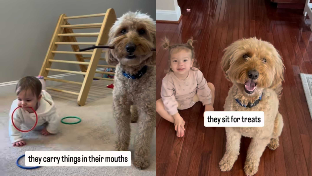 adorable dog and toddler video