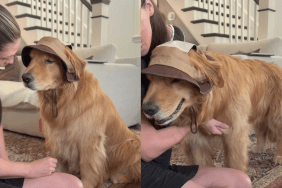 adorable dog video